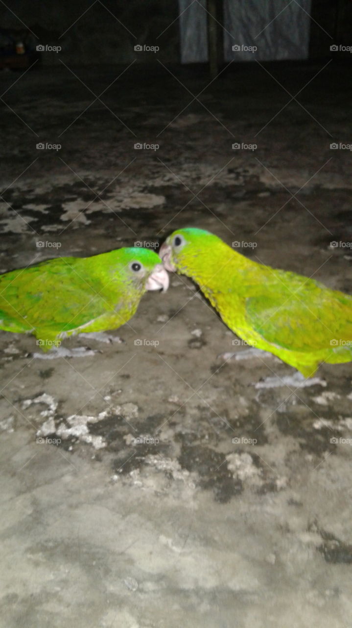 two love birds
parrot