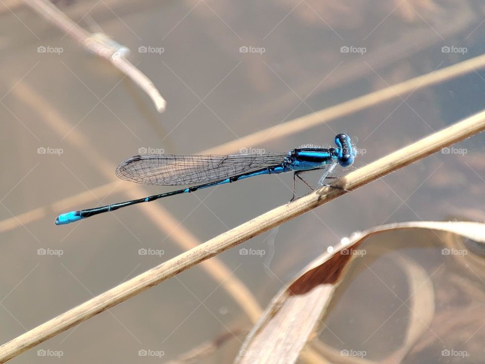 Blue Dragonfly on the river