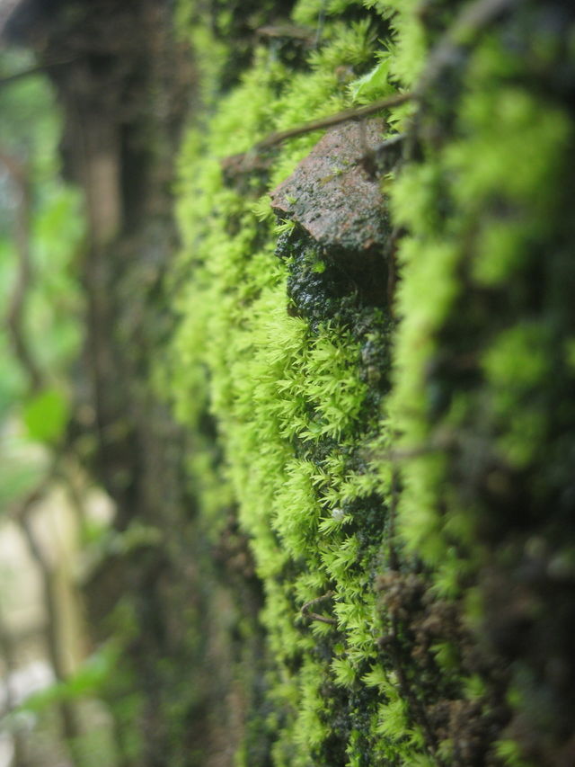 Moss 6