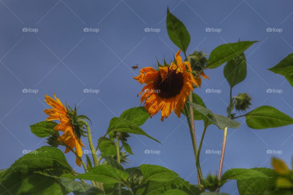 Sunflowers