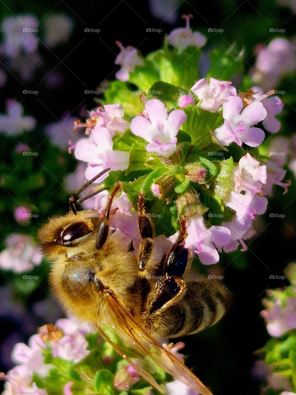 bee collecting pollen from pink flower