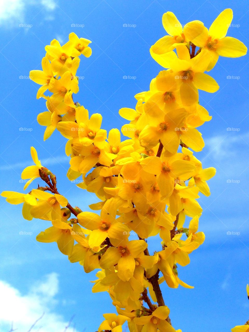 Spring forsythia