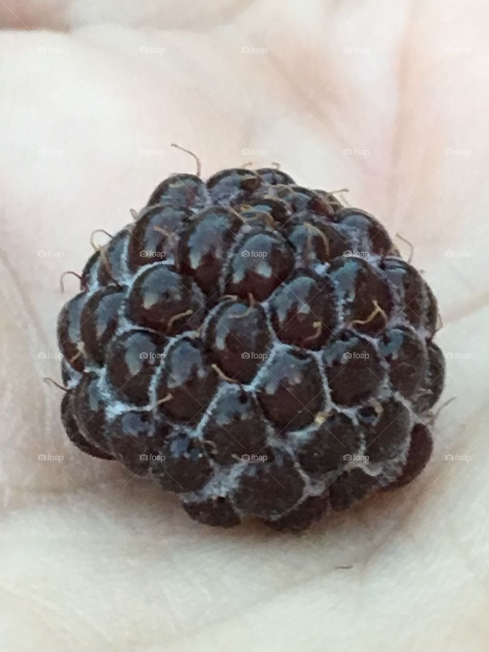 One wild blackberry in the palm of my hand 