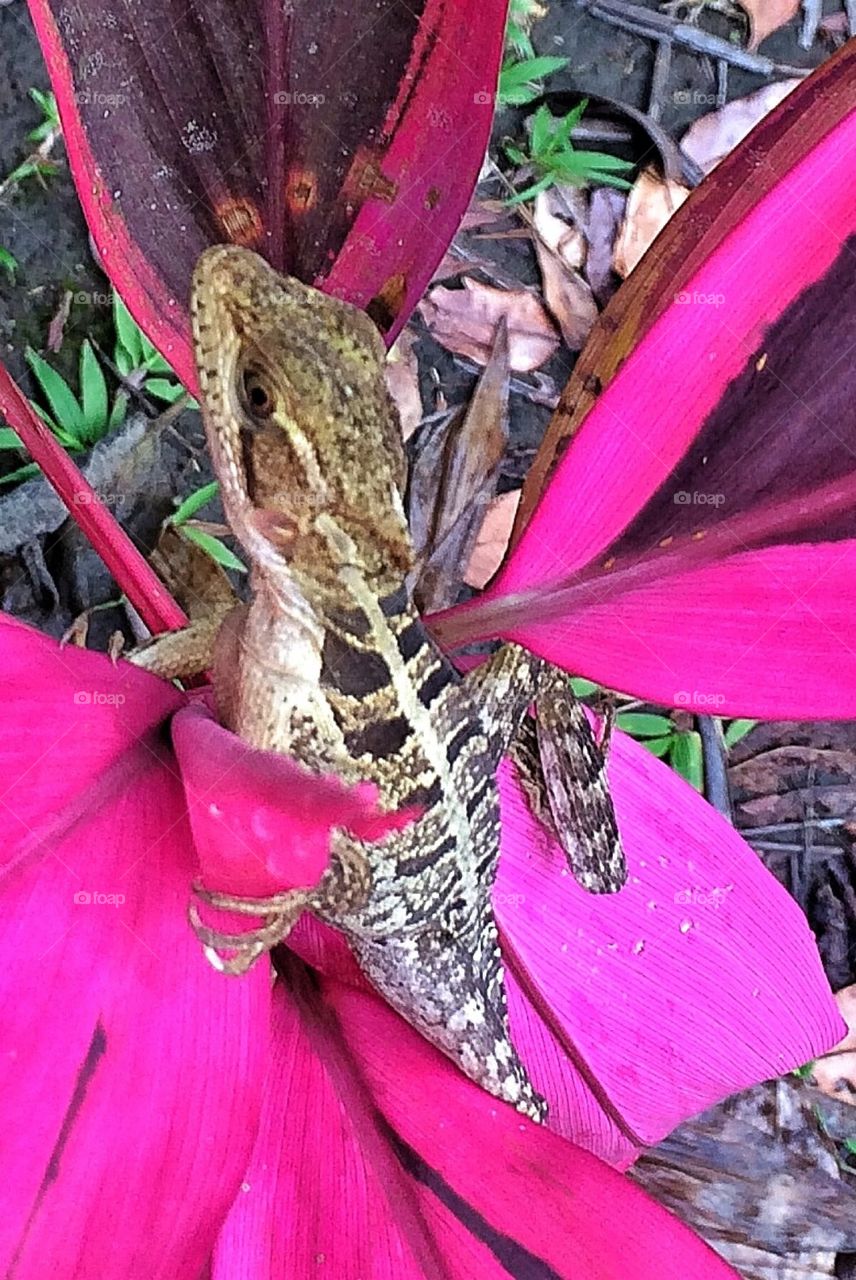 Lizard on red leaf