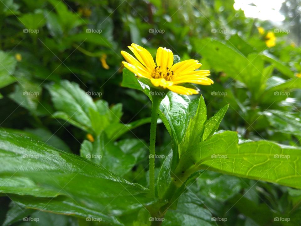 Minimalistic snap.... flowers