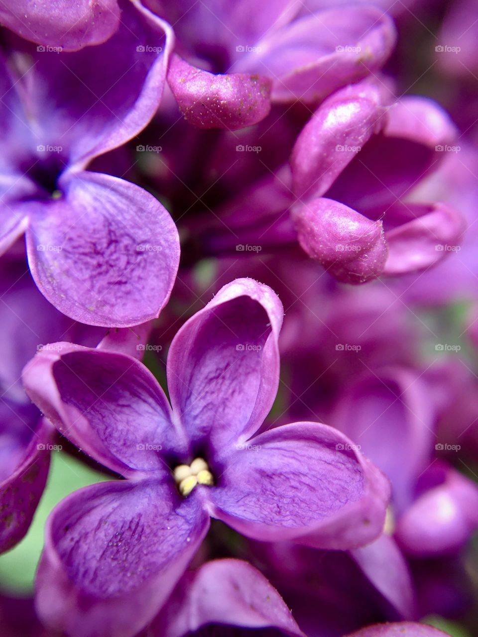 Macro photo of purple lilac, spring flower 