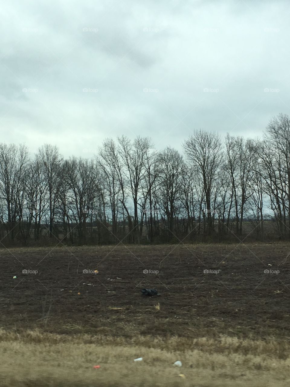 Landscape, No Person, Tree, Winter, Outdoors