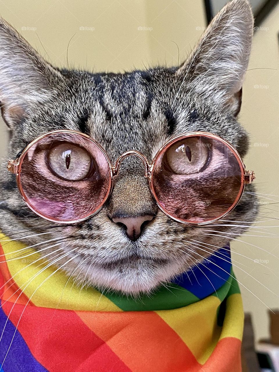 A brown tabby cat wearing pink tinted glasses and a rainbow colored bandana
