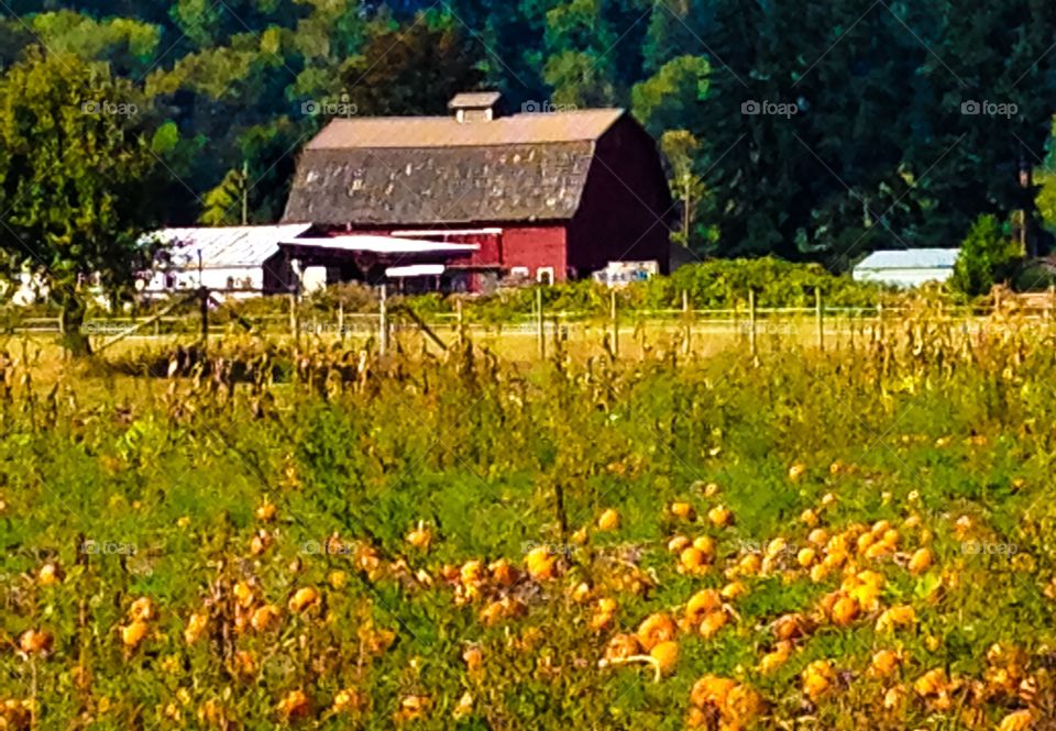 Pumpkin farm