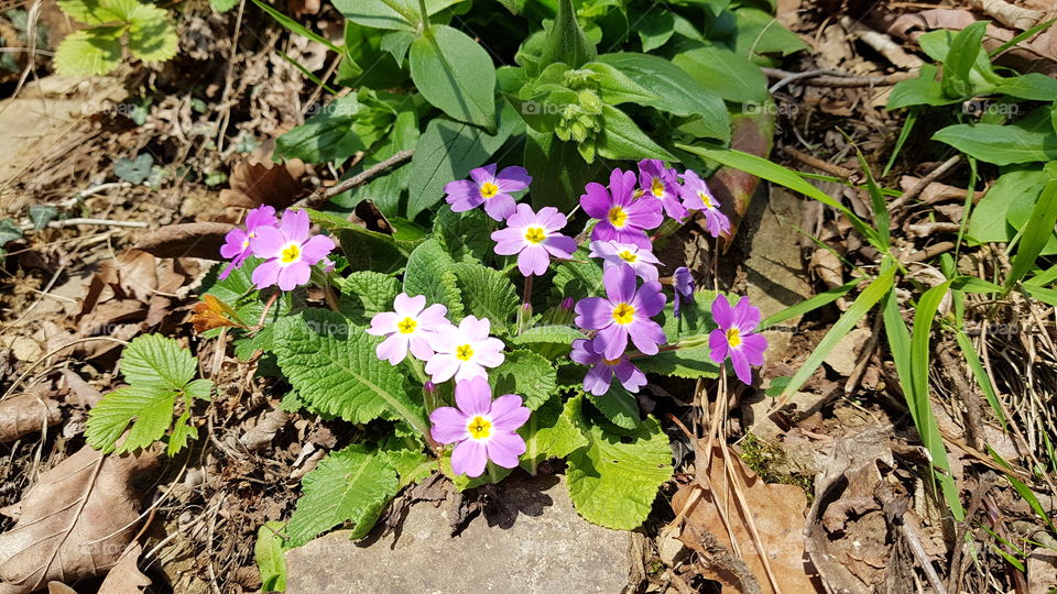 spring flowers