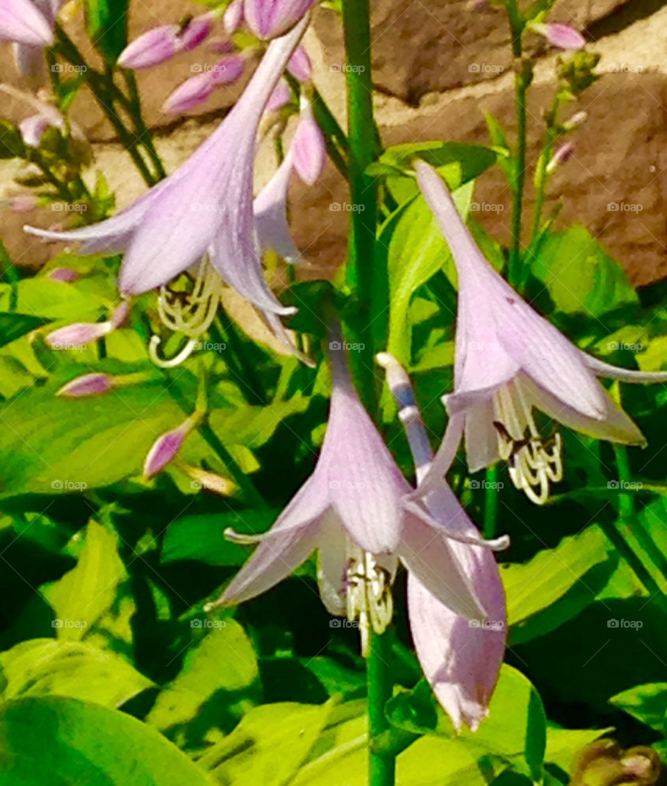 Closeup Hosta blossoms