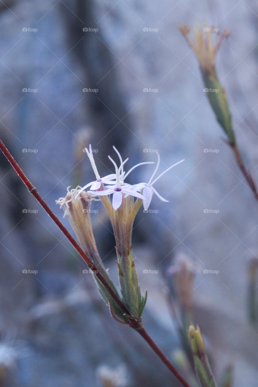 wildflower macro white Arizona
