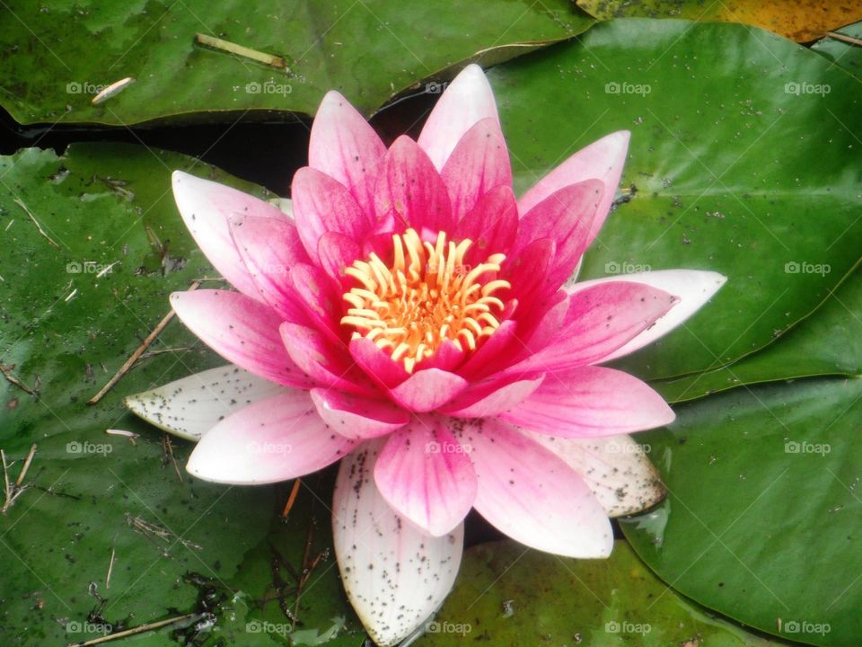Pink Lotus