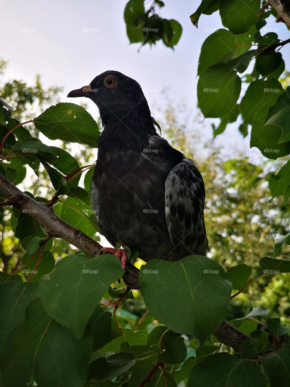 Pigeon rescued