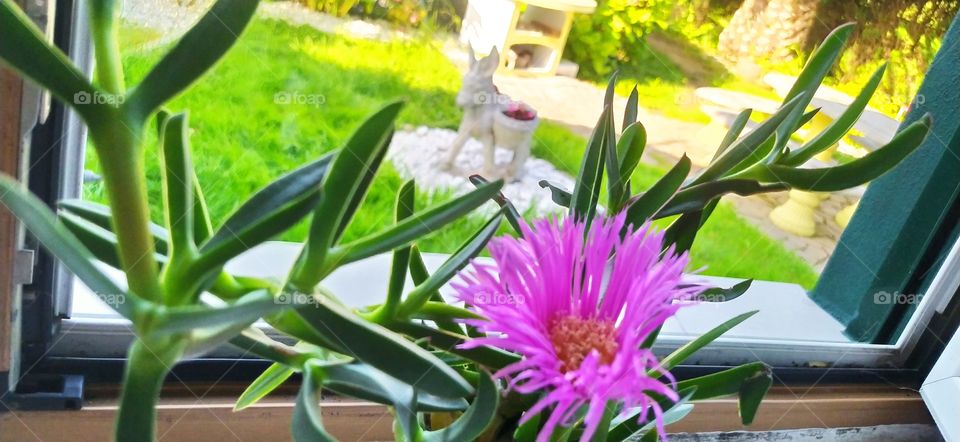 Asomando por tu ventana, veras una 🌼🌻