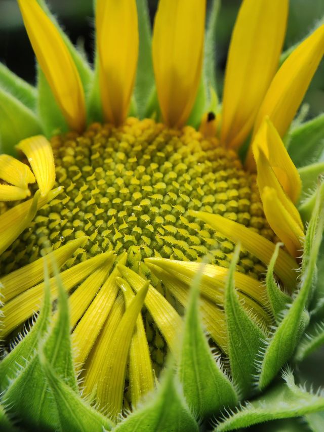 beautiful sunflowers