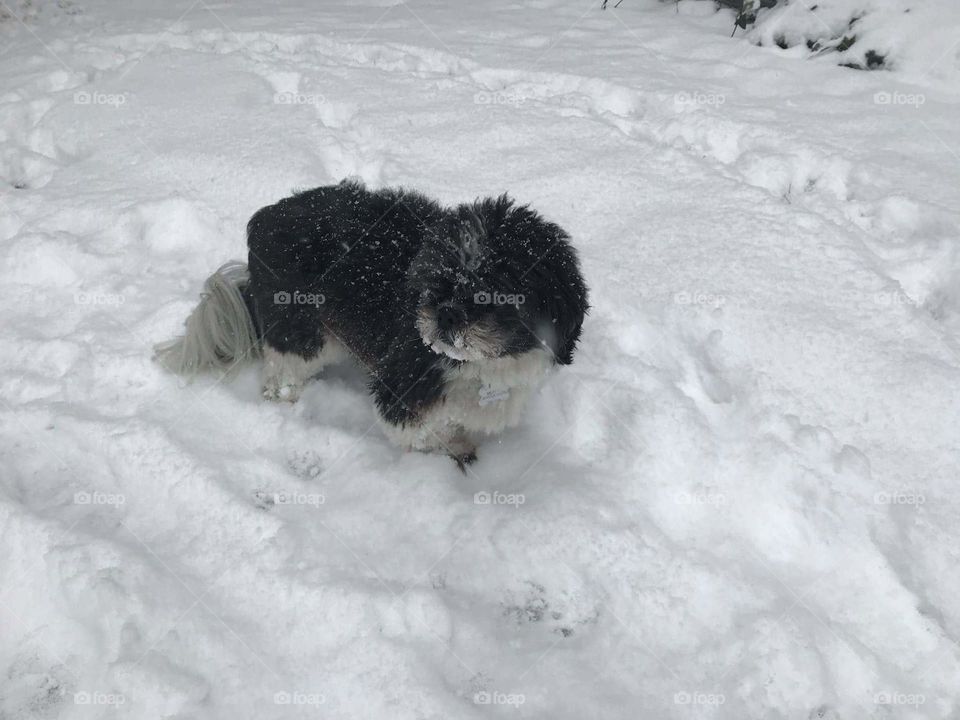 dog is playing in the snow.