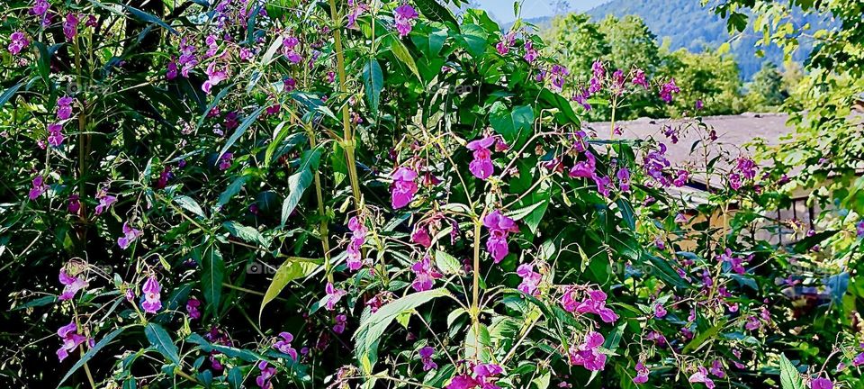 The beautiful flora of the forest by the „Buchberger Leite“ is quite noteworthy. It is here near the township of „Ringelai“ that the river turned white water rapid „Wilde Wolfsteiner Ohe“ cut a deep valley into the surrounding rocks ages ago. 2023. 