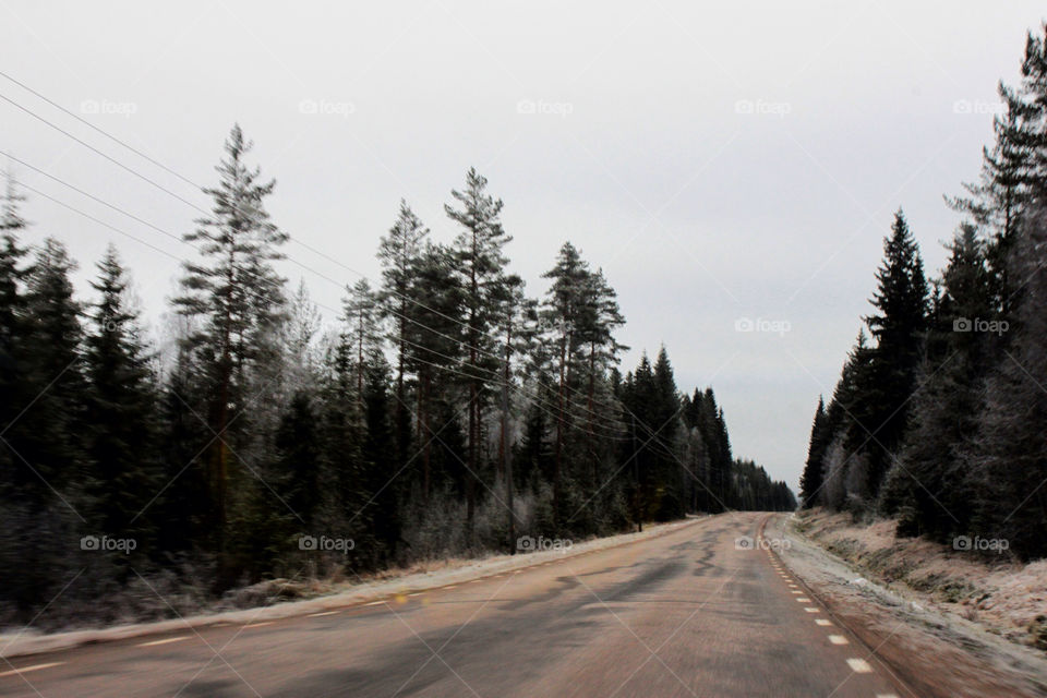 tree road forest by arman