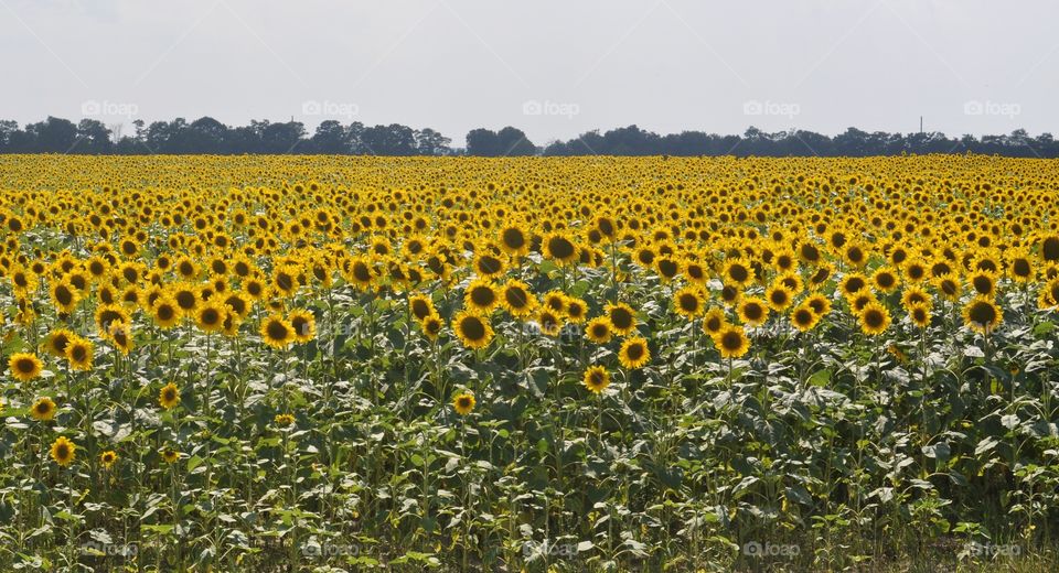 sunflower field