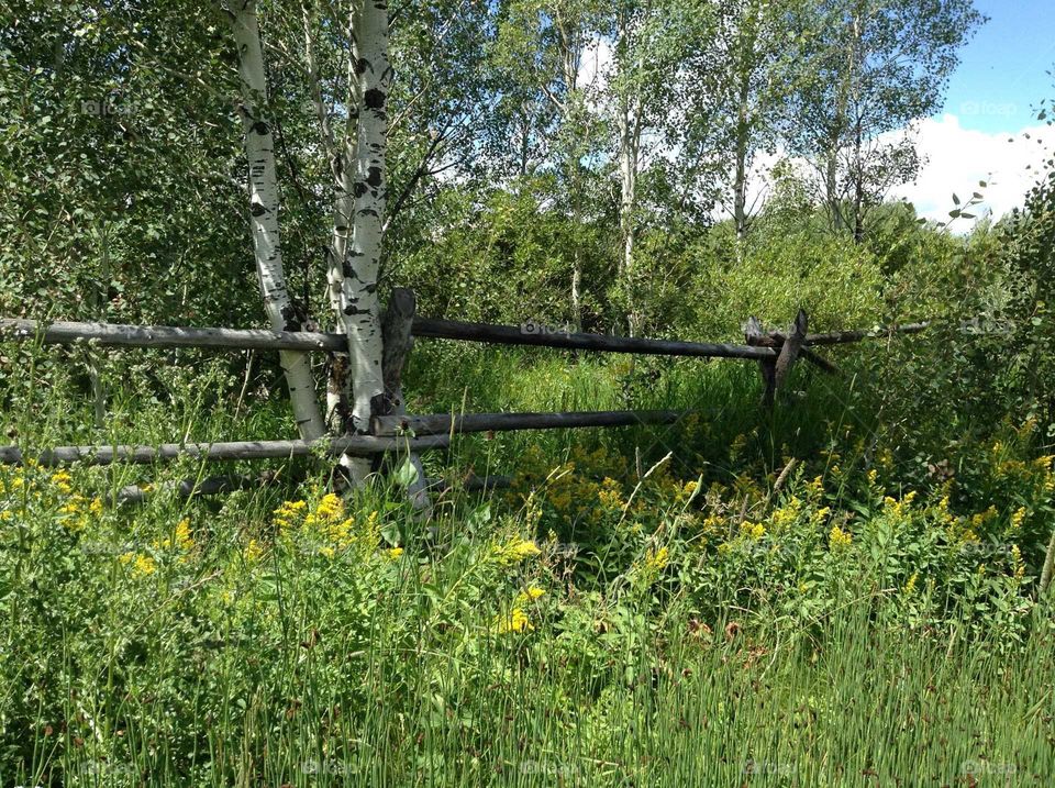 wild flowers set against an old rail fence out in rural Montana
