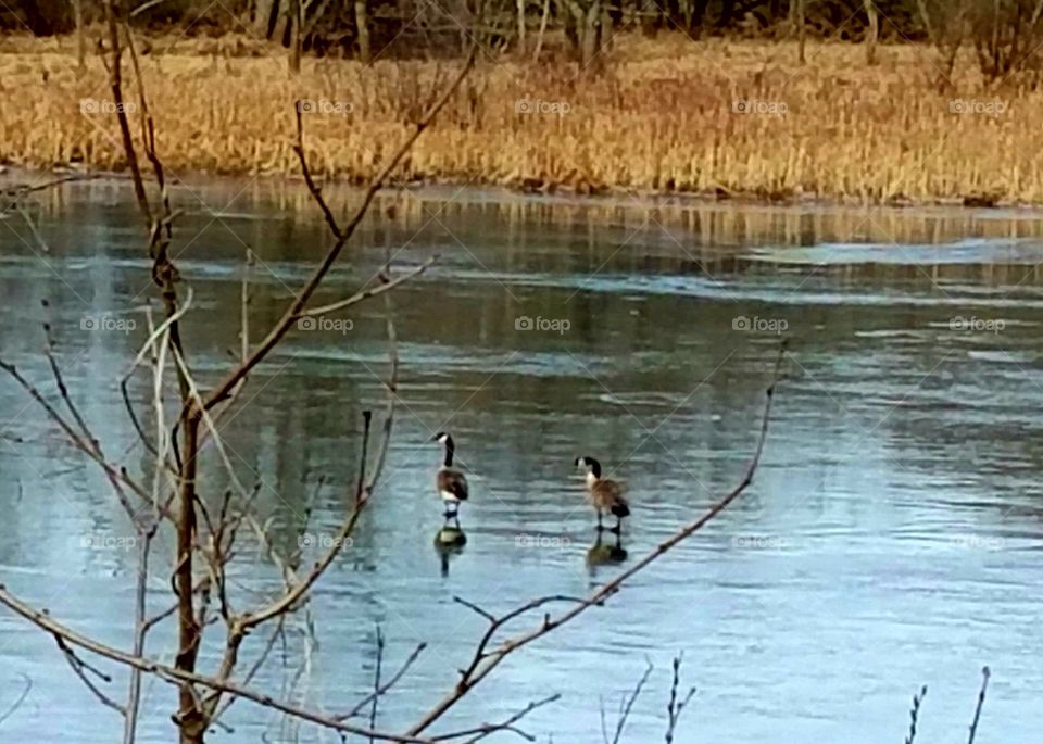 Ice skating geese