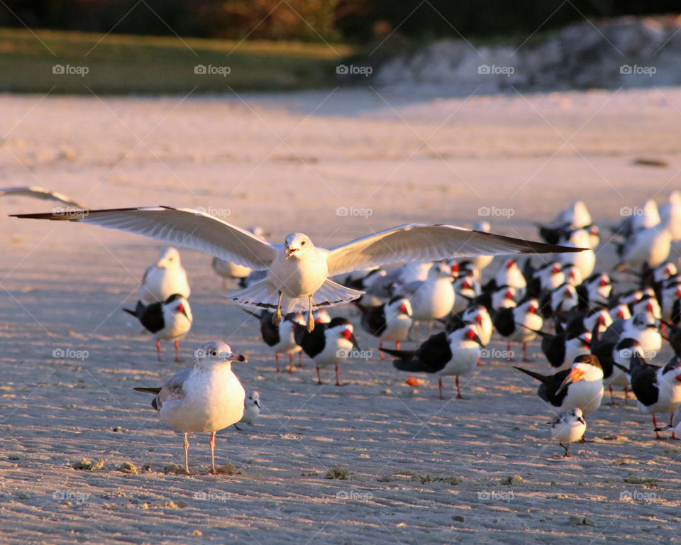Take off gull in flight
