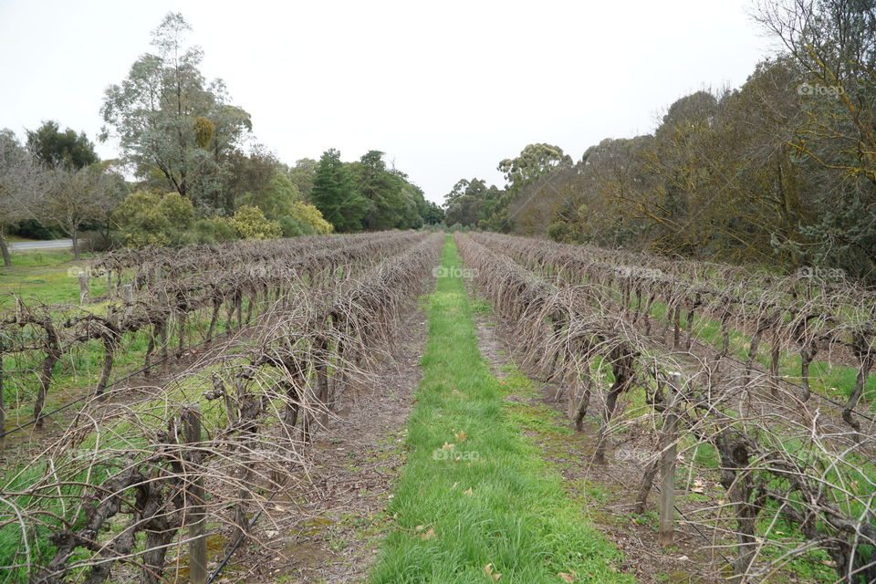 Vinyard in autumn