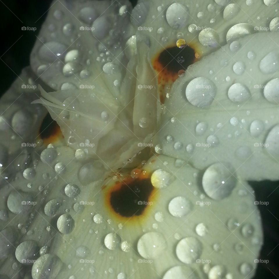 waterdrops on a flower canvas