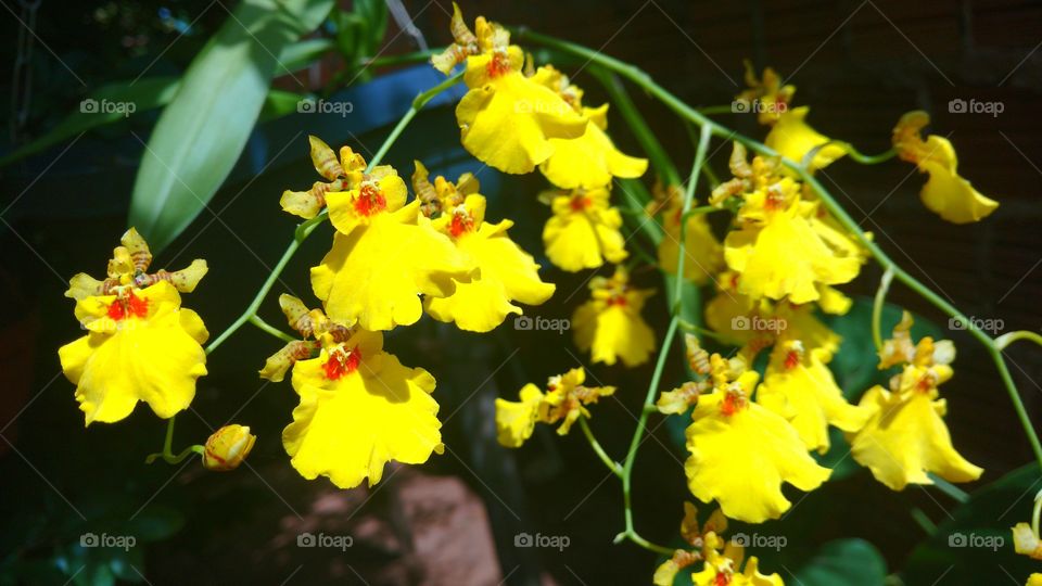 Galho de orquídea com muitas florezinhas amarelas.