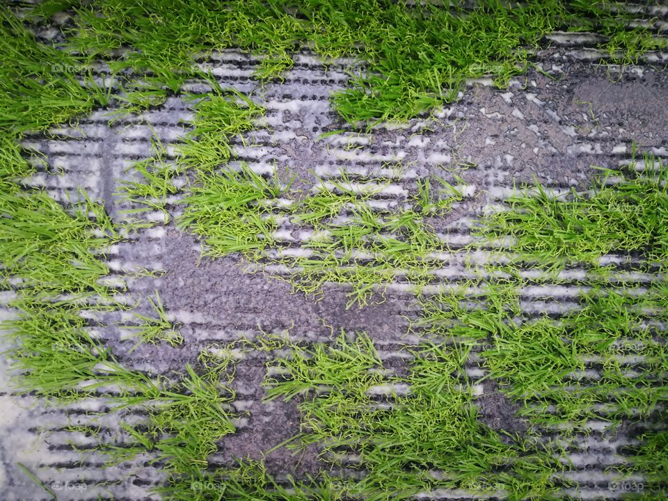 Grass on concrete