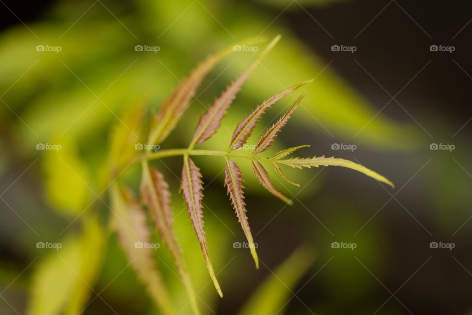 Fresh Neem Leaves