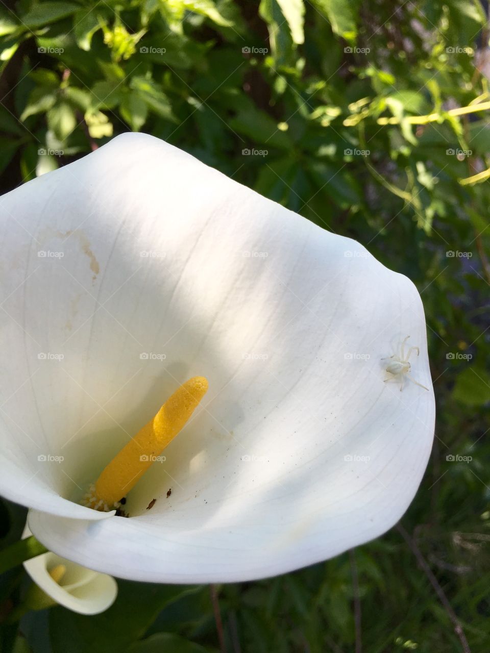 View of white flower