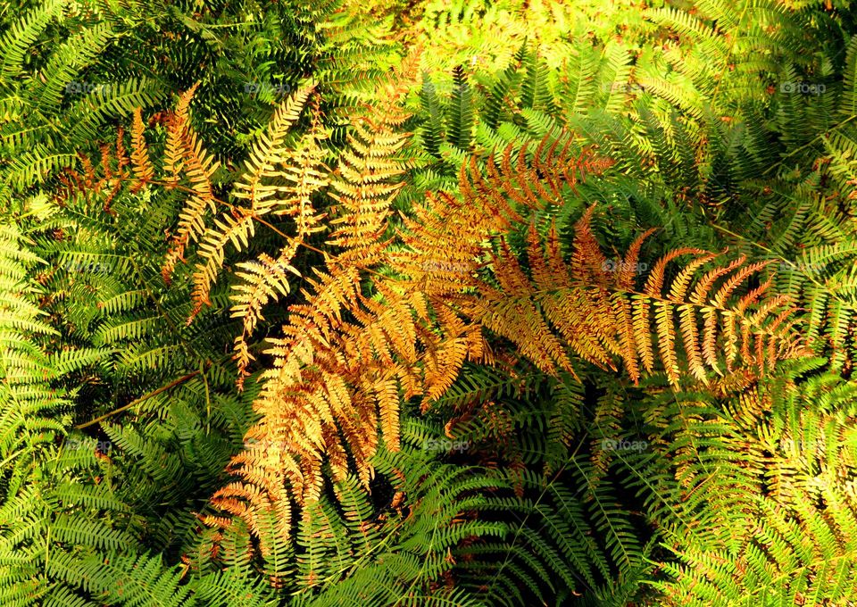 Full frame shot of fern leaves