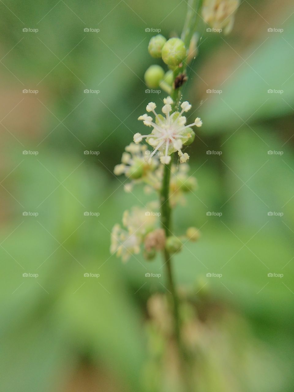 Close-up of a white flower