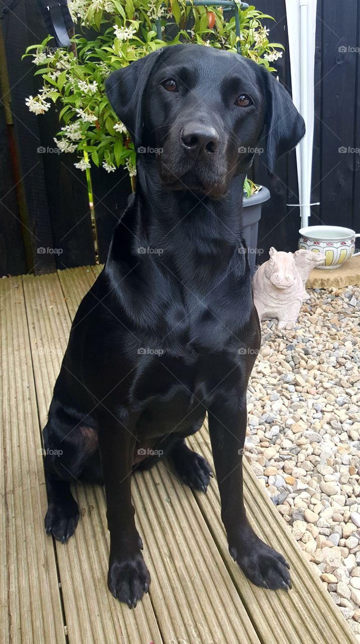 My Black Labrador.