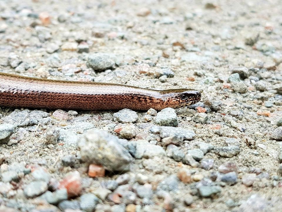A Copper lizard (Slow worm)