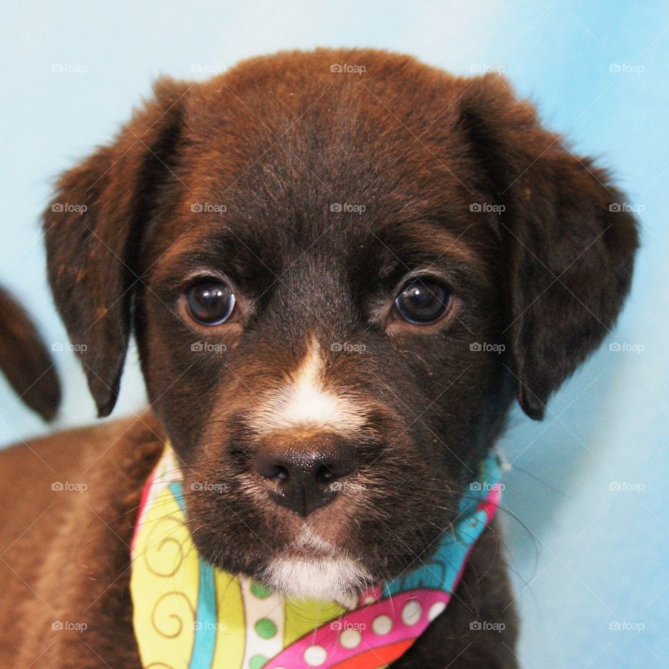 Portrait of a brown dog