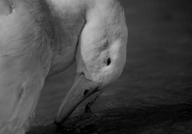 Duck in black and white enjoying the water