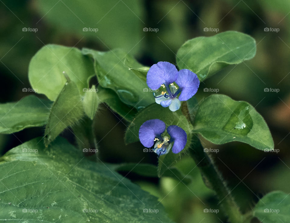 Asiatic day flower  - purple