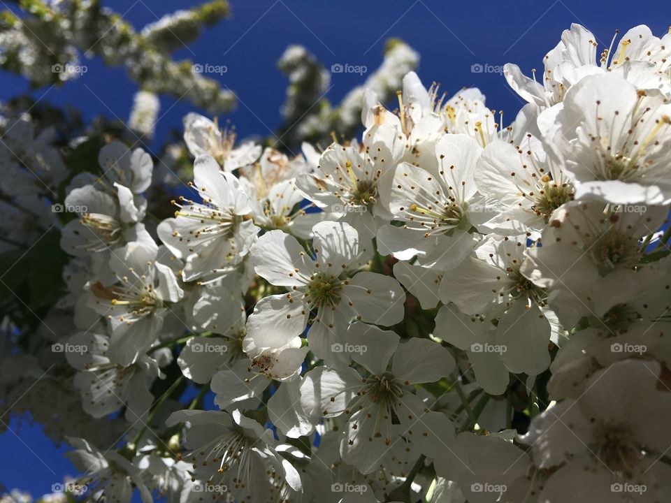 Close-up of apple blossom flowers blooming