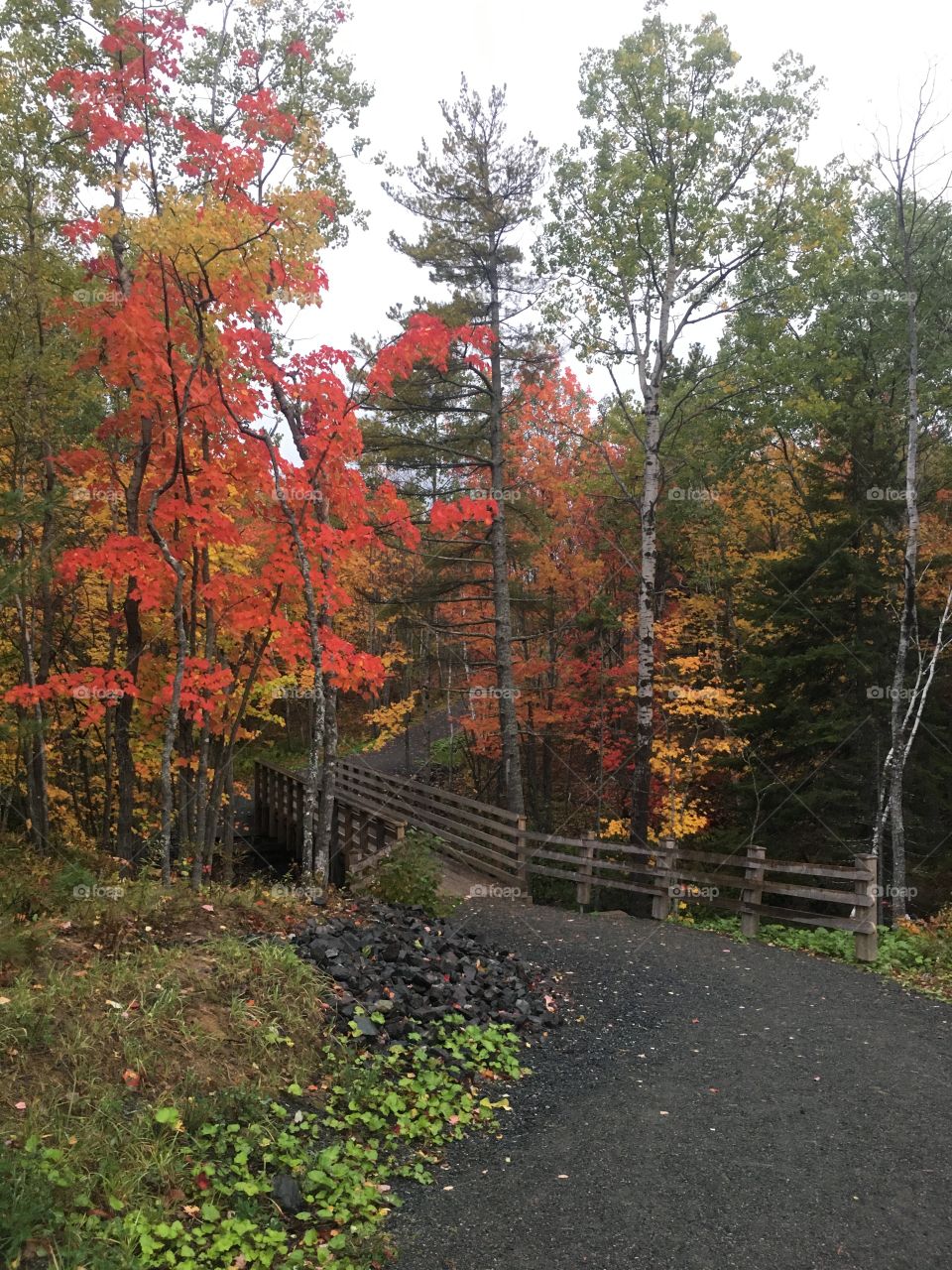 The trees are gorgeous