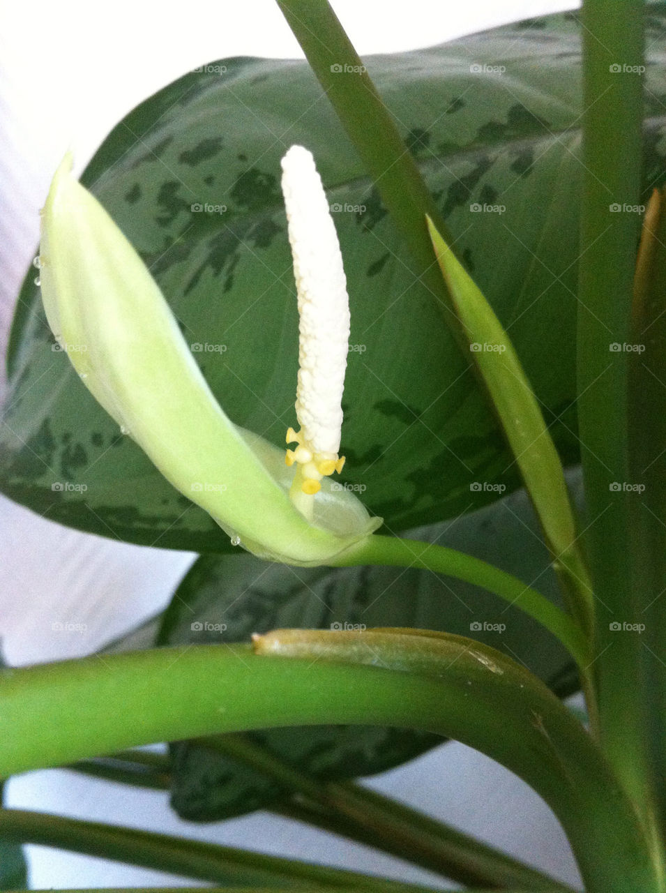 Aglaonema roebelinii/Silverkalla