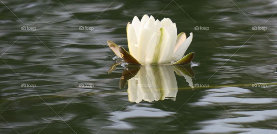 White water lily