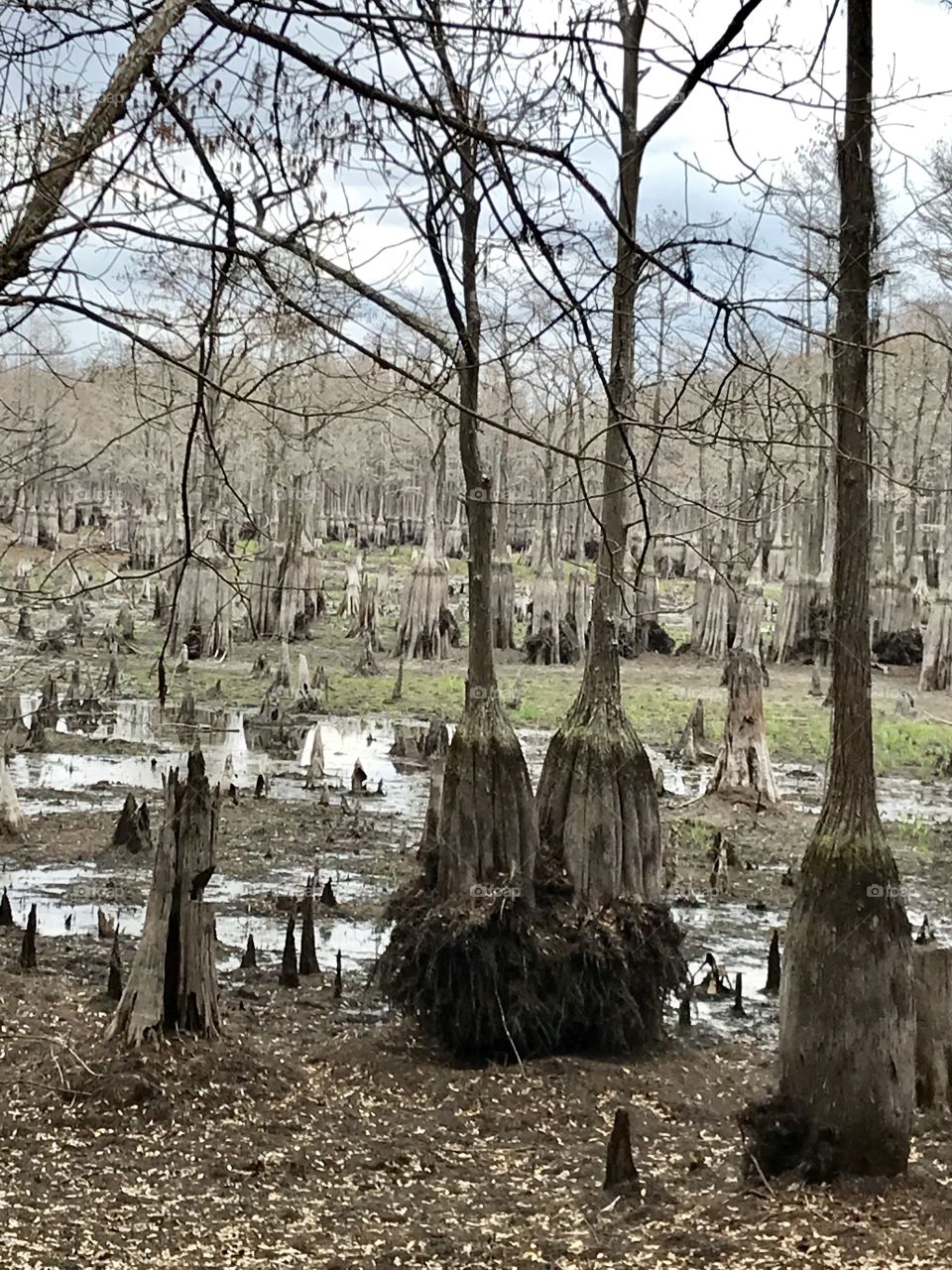 View of a drained Cypress tree filled lake showing cypress knees and tree rings where the lake water usually is