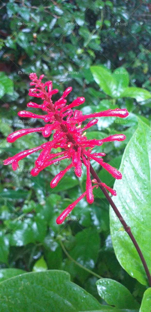 beautiful red flower in rainy season