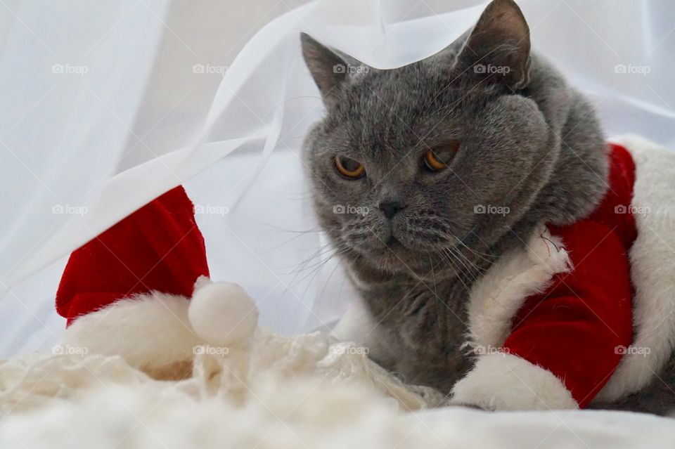 Fur, Cute, Portrait, Domestic, Christmas