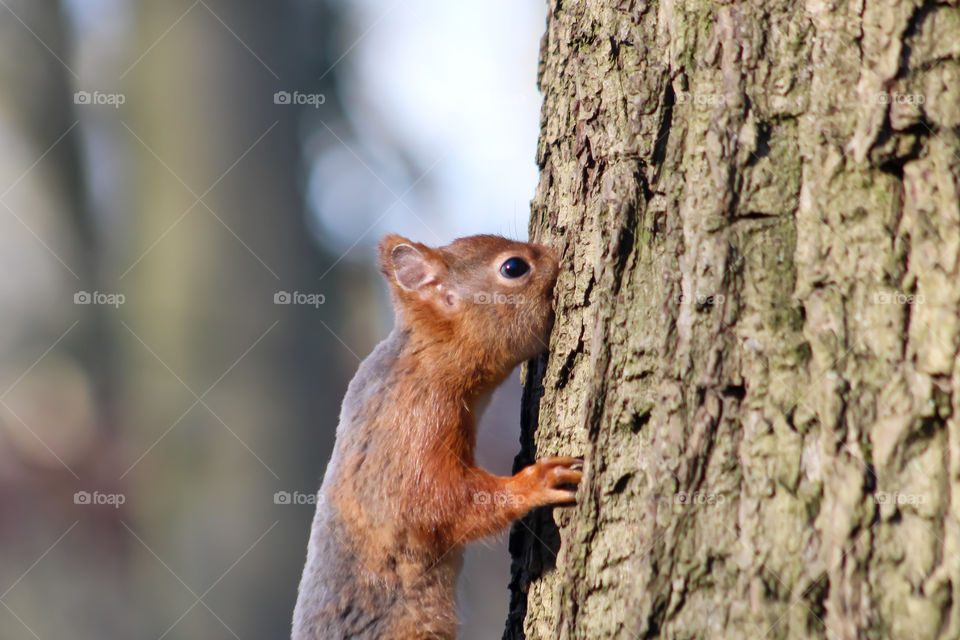 Looking into the tree?