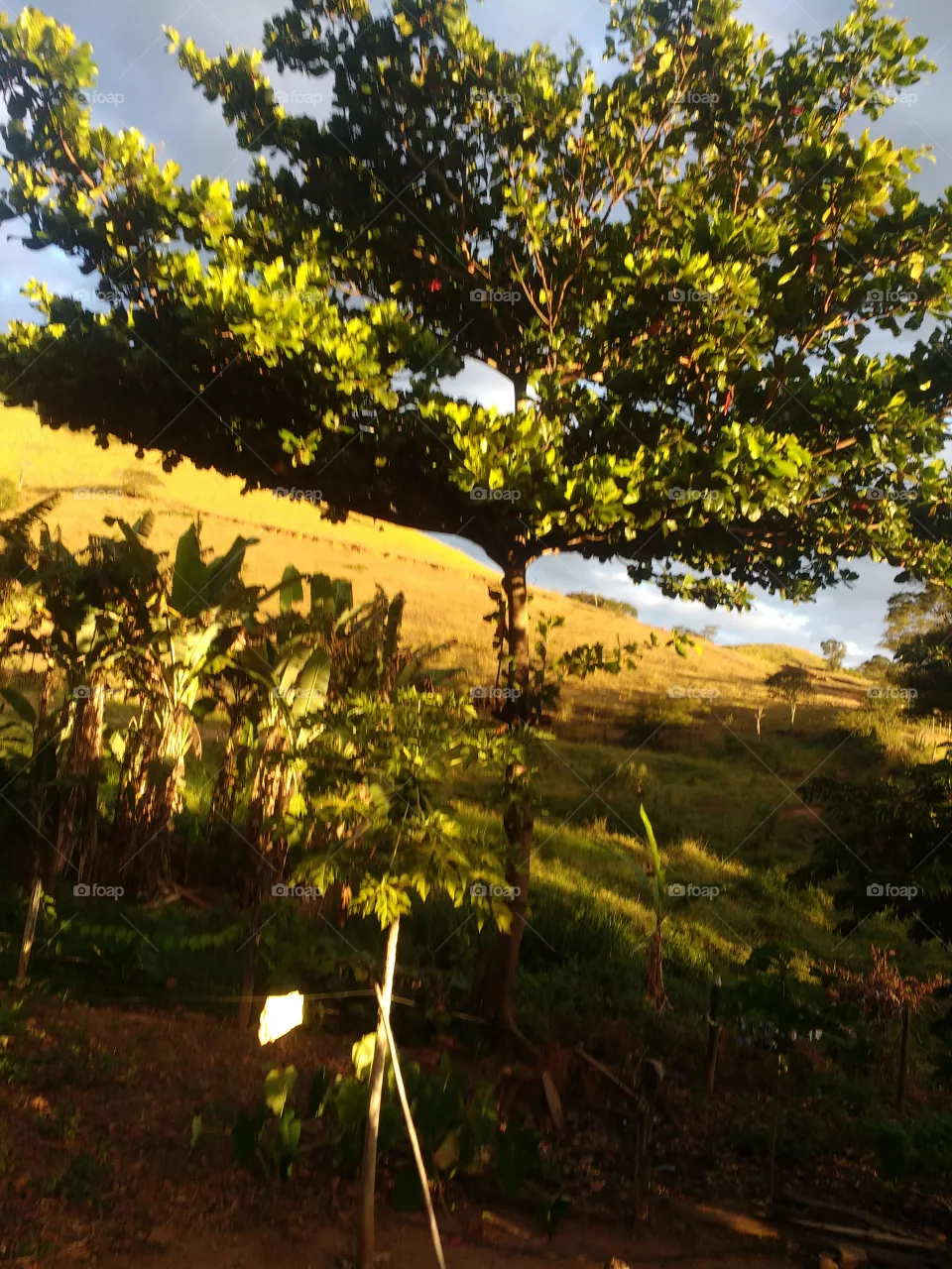 lindo