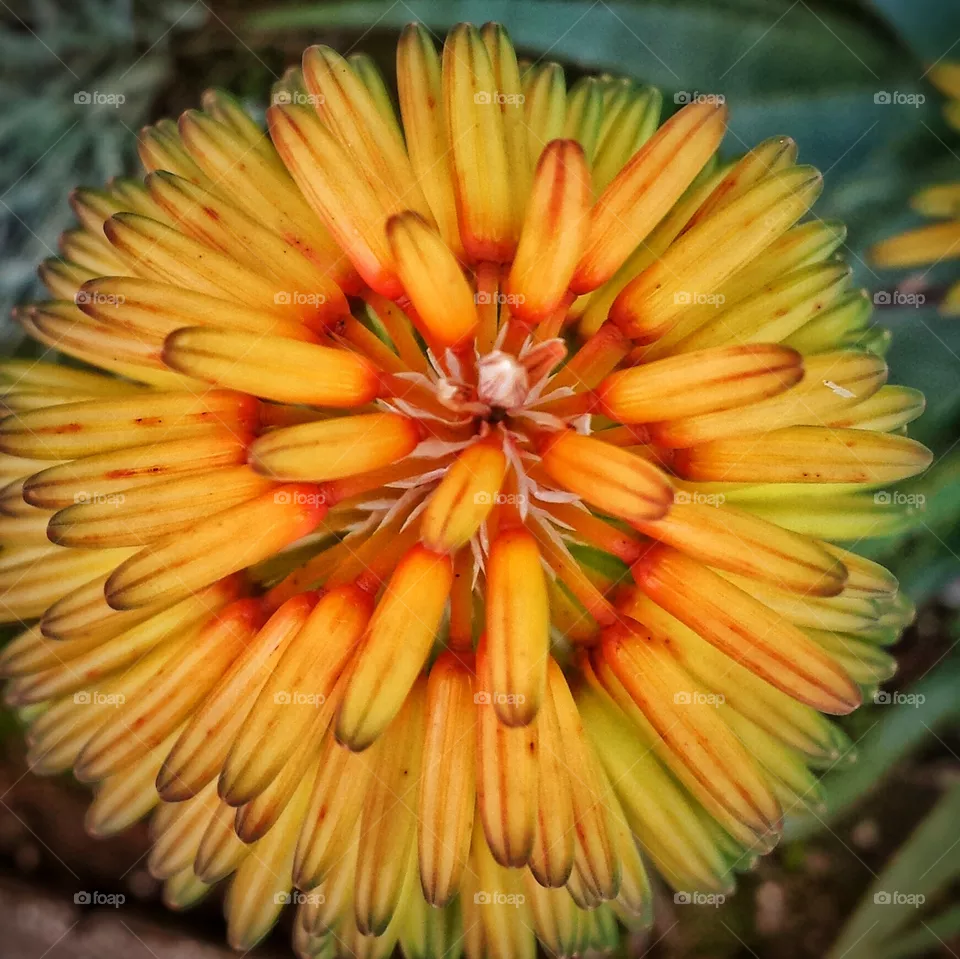 Aloe